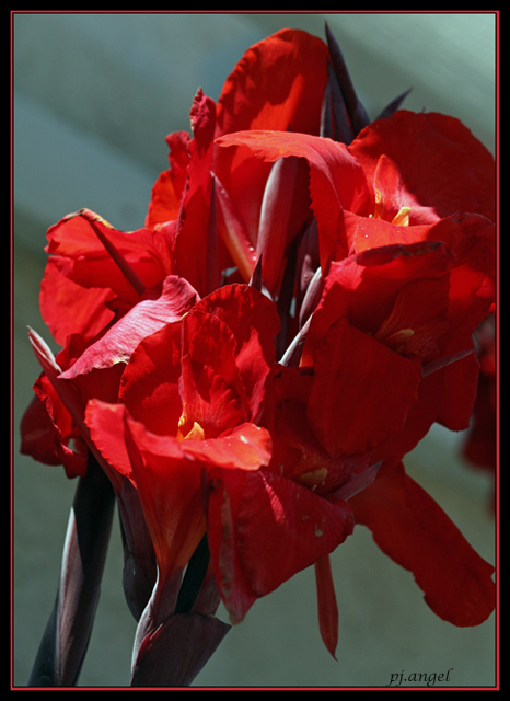 Red Flower