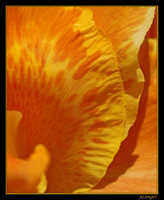 Yellow Flower