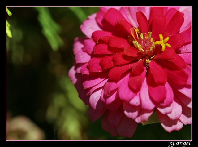 Pink Flower