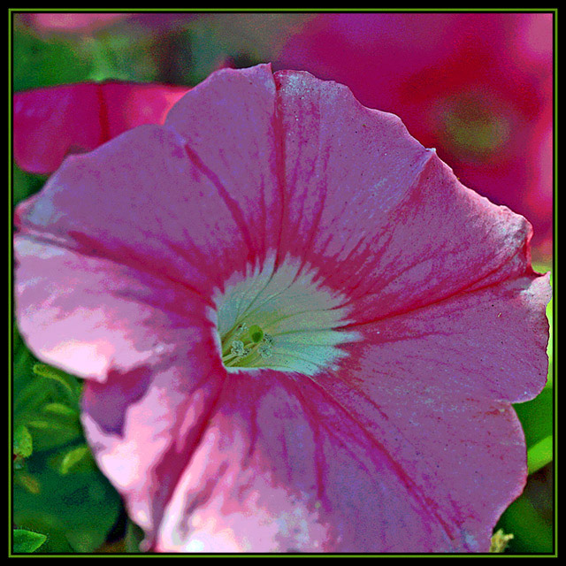 petunia