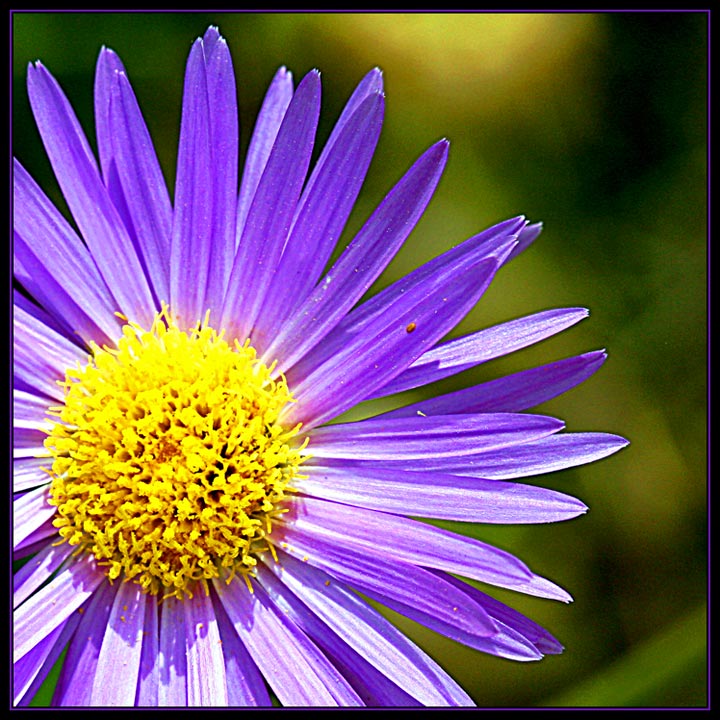 Purple daisies