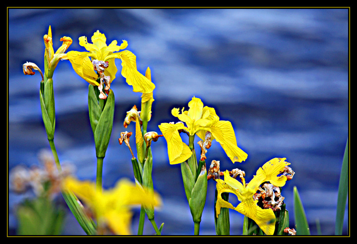 yellow iris