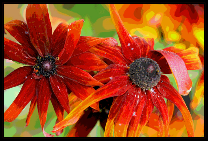 Orange Daisies