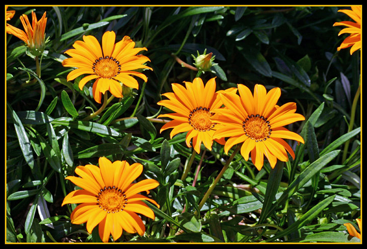San Diego Daisies