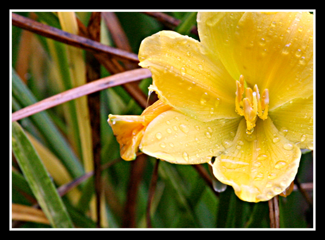 Yellow Lily