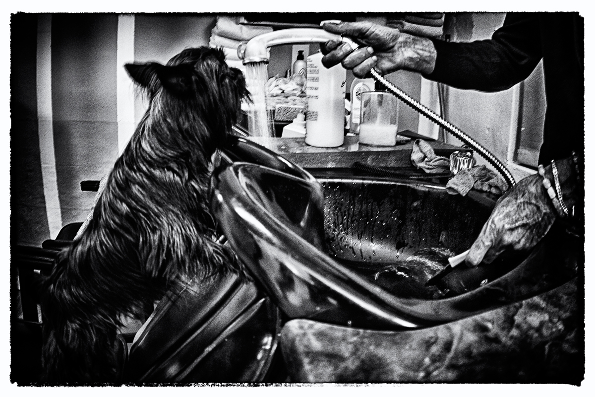 The Hairdresser's Dog