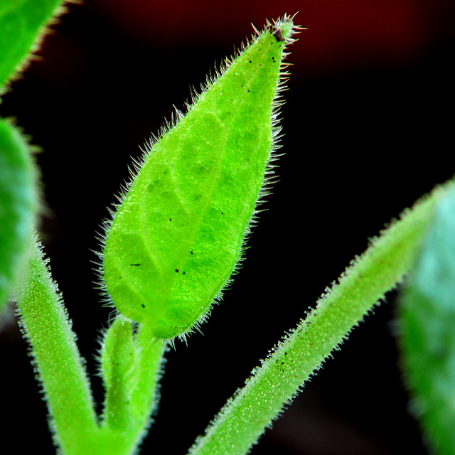 day 18 - hairy leaf