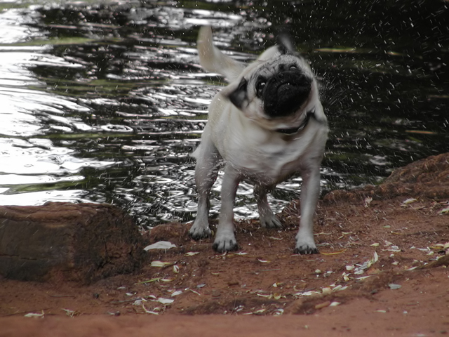 wet pug