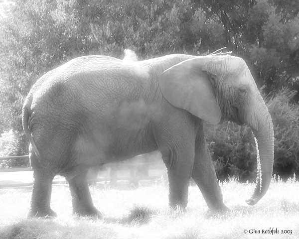 elephant in the dust