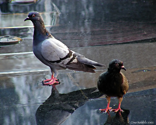 pigeons