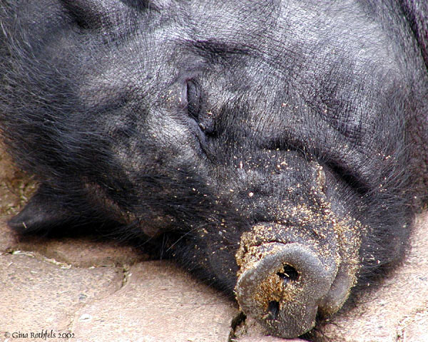 sleeping pig 2