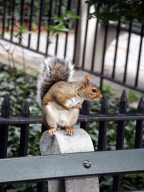 battery park squirrel