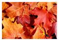 fall-2004.jpg