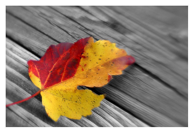 lensbaby-weathered.jpg