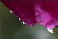 water drops