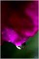 water drops