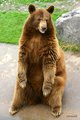 Brown Bear