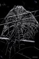spiderweb