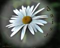 daisy