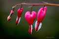 bleeding hearts