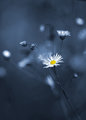 Blue and Yellow
