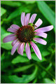 Purple Daisy