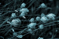 Queen Ann's Lace