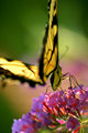 Butterfly Butt