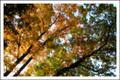 fall colors 1