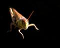 grasshopper