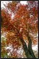 fall colors 2