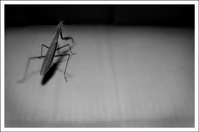 Ms. P Mantis b&w