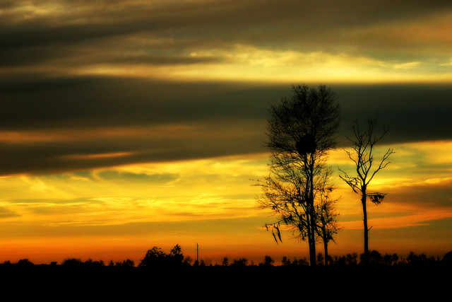 Orange Glow