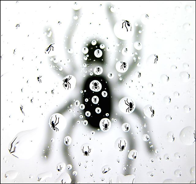 spider drops