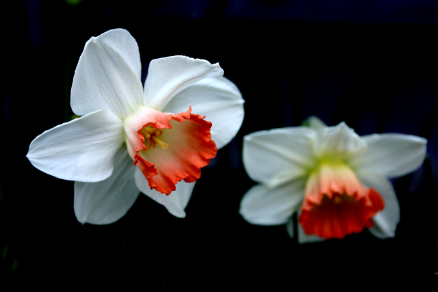 Daffodils