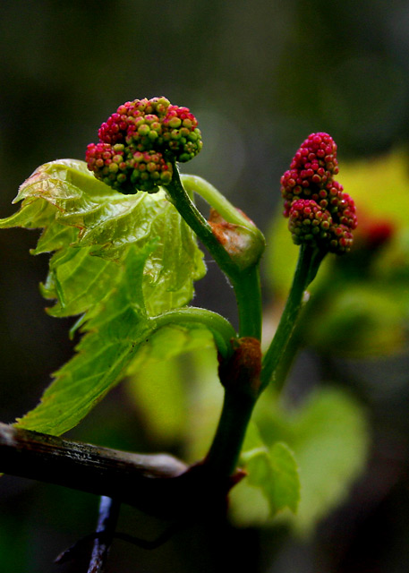 Lil berries