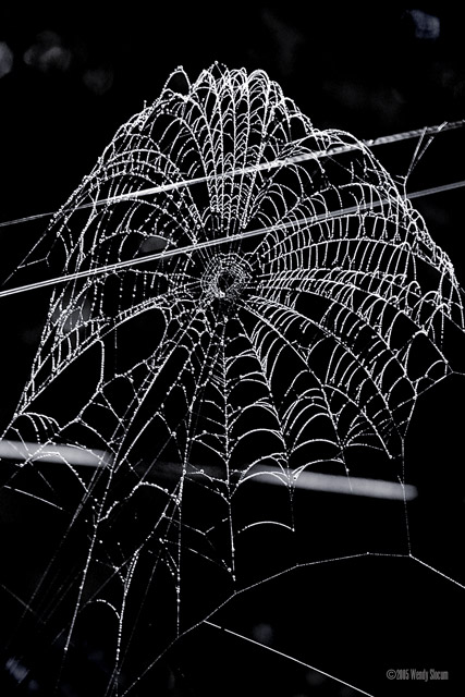 spiderweb