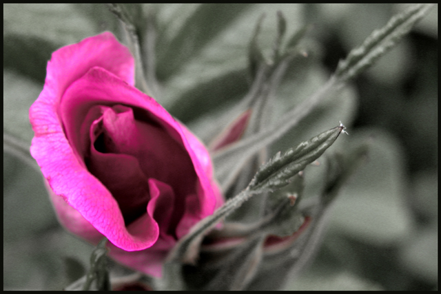 rose