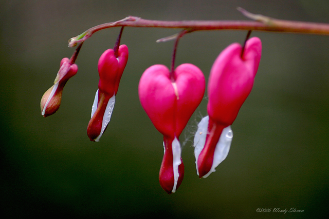 bleeding hearts