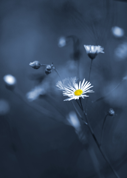 Blue and Yellow