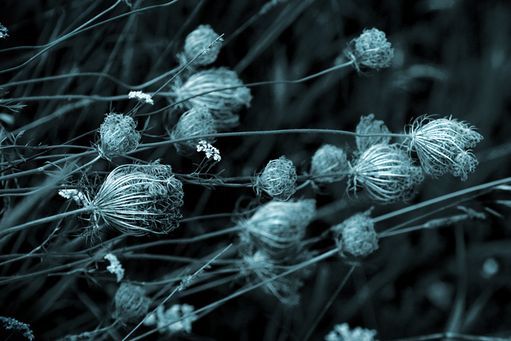 Queen Ann's Lace