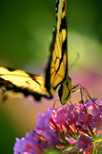 Butterfly Butt