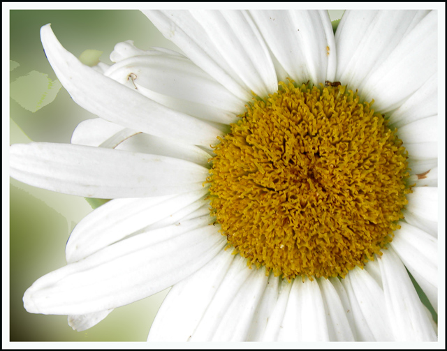 daisy closeup