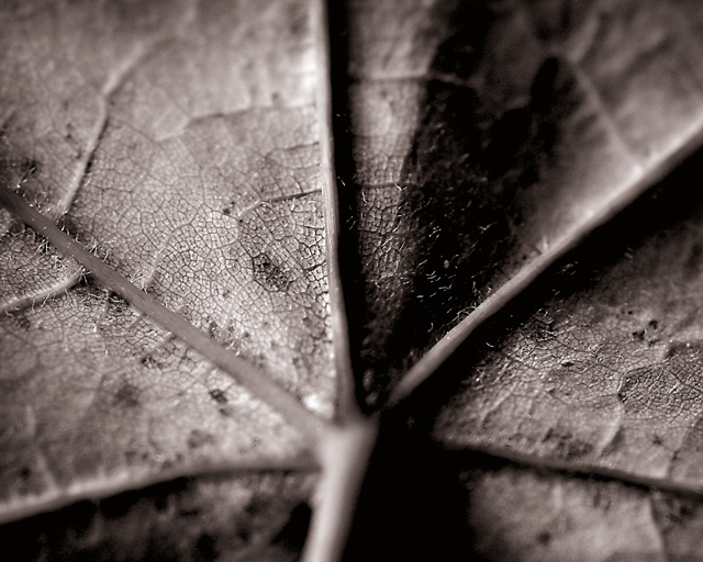 Veins