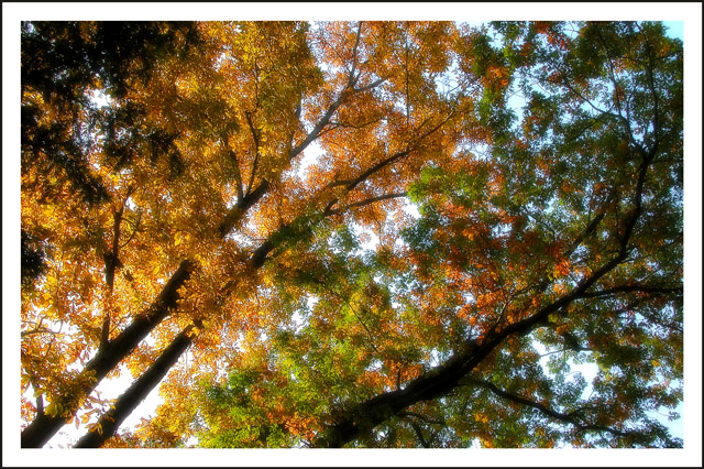 fall colors 1