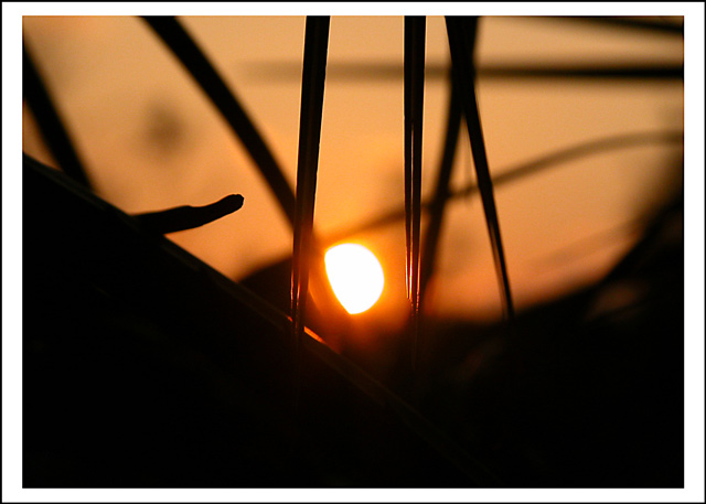 between the palms 1