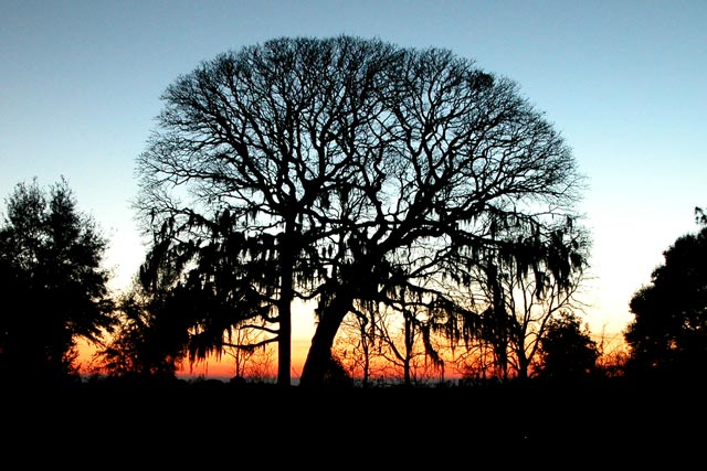 old tree