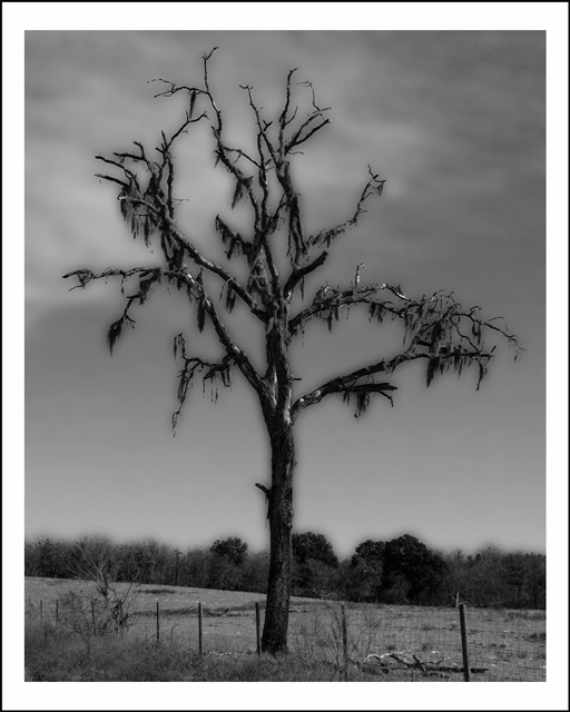 scary tree