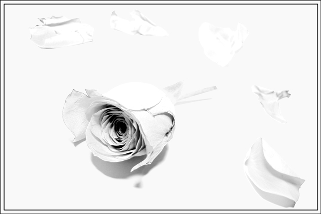 rose #4