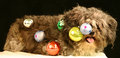 Having A Ball.jpg